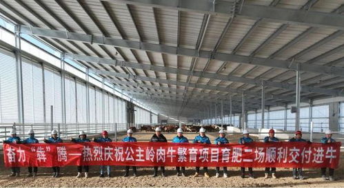 奋力 犇 腾 公主岭肉牛繁育项目育肥二场顺利交付进牛
